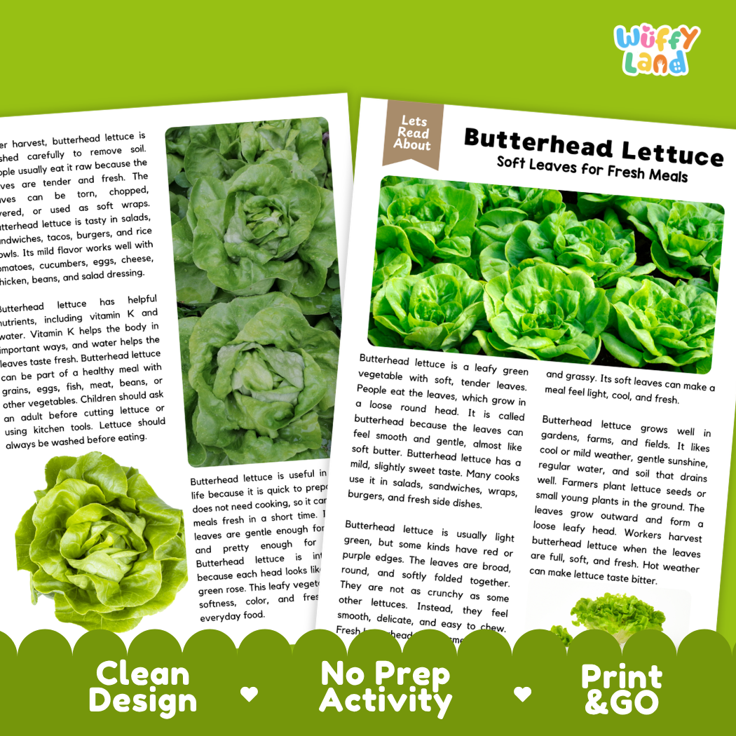 Teacher answer key page showing complete question solutions for butterhead lettuce reading comprehension practice