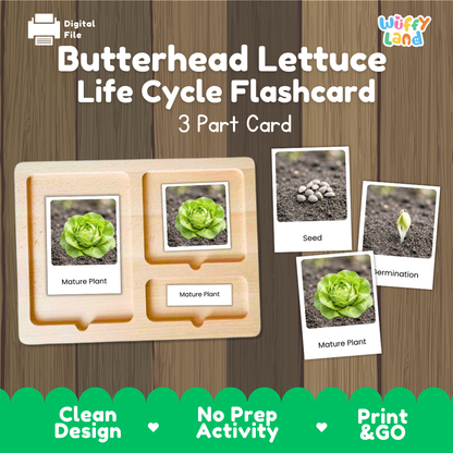 Butterhead Lettuce Life Cycle Flashcard set by Wiffy Land, featuring a 3-part wooden card tray with photos of seed, germination, and mature plant stages, shown on a wood-grain background with promotional text.