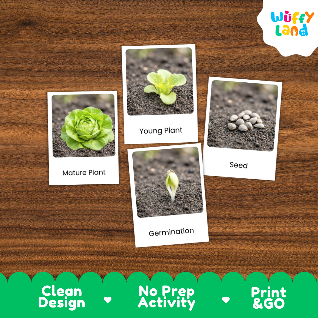 Four labeled photo cards showing plant growth stages—Mature Plant, Young Plant, Seed, and Germination—arranged on a brown wood background. The cards have white borders and the brand name Wuffi Land appears in the top right.