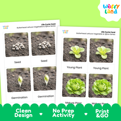 Two printed life cycle cards for butterhead lettuce vegetables and spices from Wuffy Land, showing seed, germination, young plant, and mature plant stages with photos and labels, on a bright green background with a dark green banner reading 'Clean Design', 'No Prep Activity', and 'Print & GO'.
