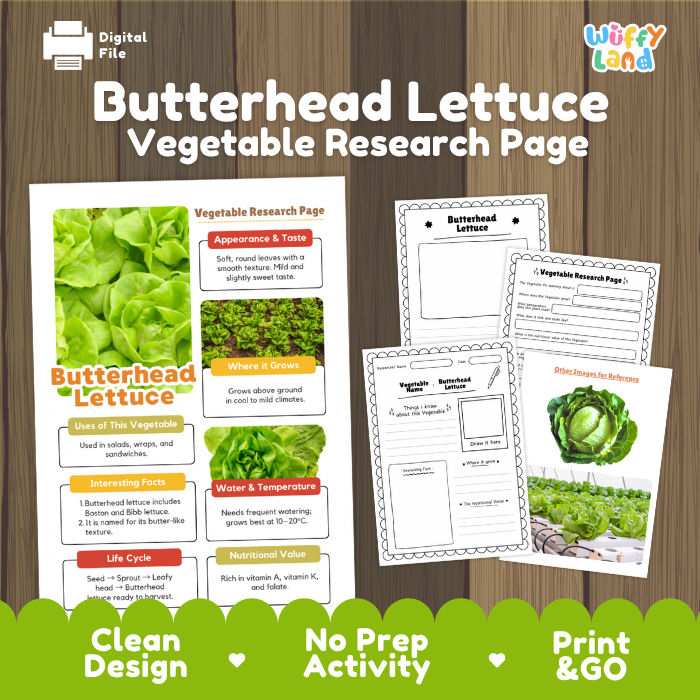 Butterhead Lettuce Vegetable Research Project Worksheets and Fact Sheet