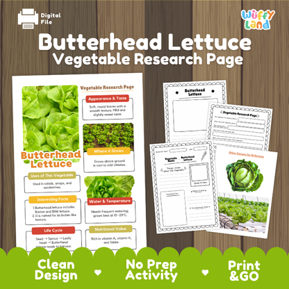 Butterhead Lettuce Vegetable Research Project Worksheets and Fact Sheet
