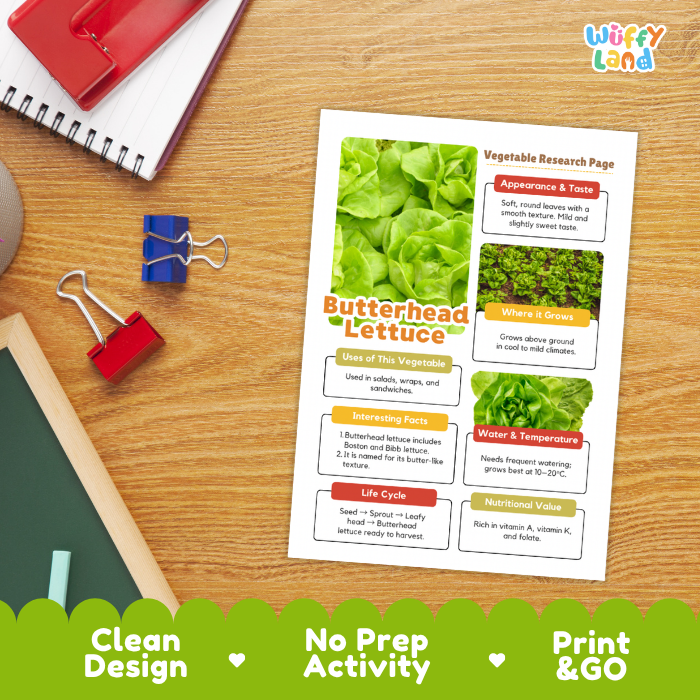 Butterhead Lettuce Vegetable Research Project Worksheets and Fact Sheet