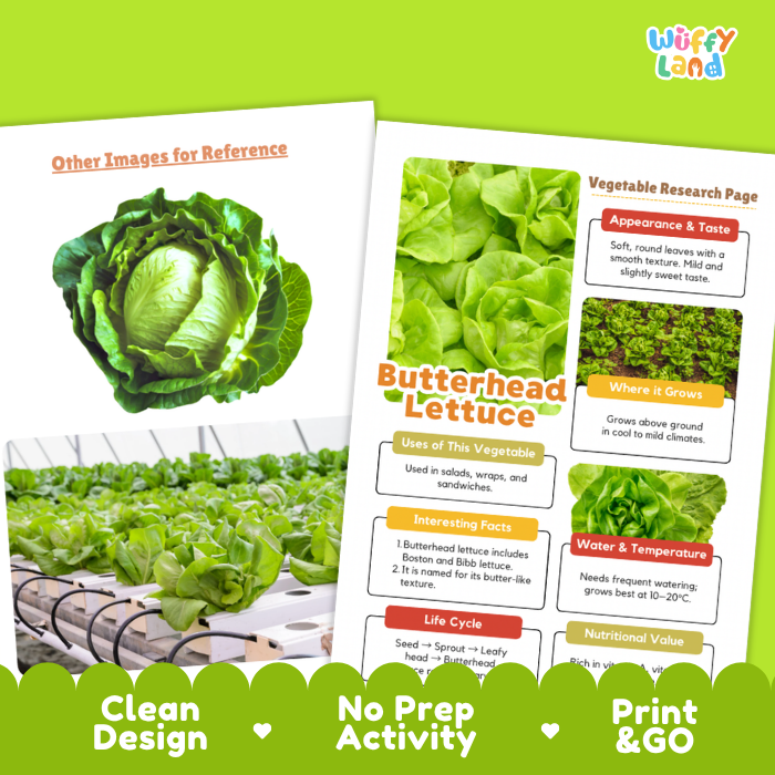 Butterhead Lettuce Vegetable Research Project Worksheets and Fact Sheet