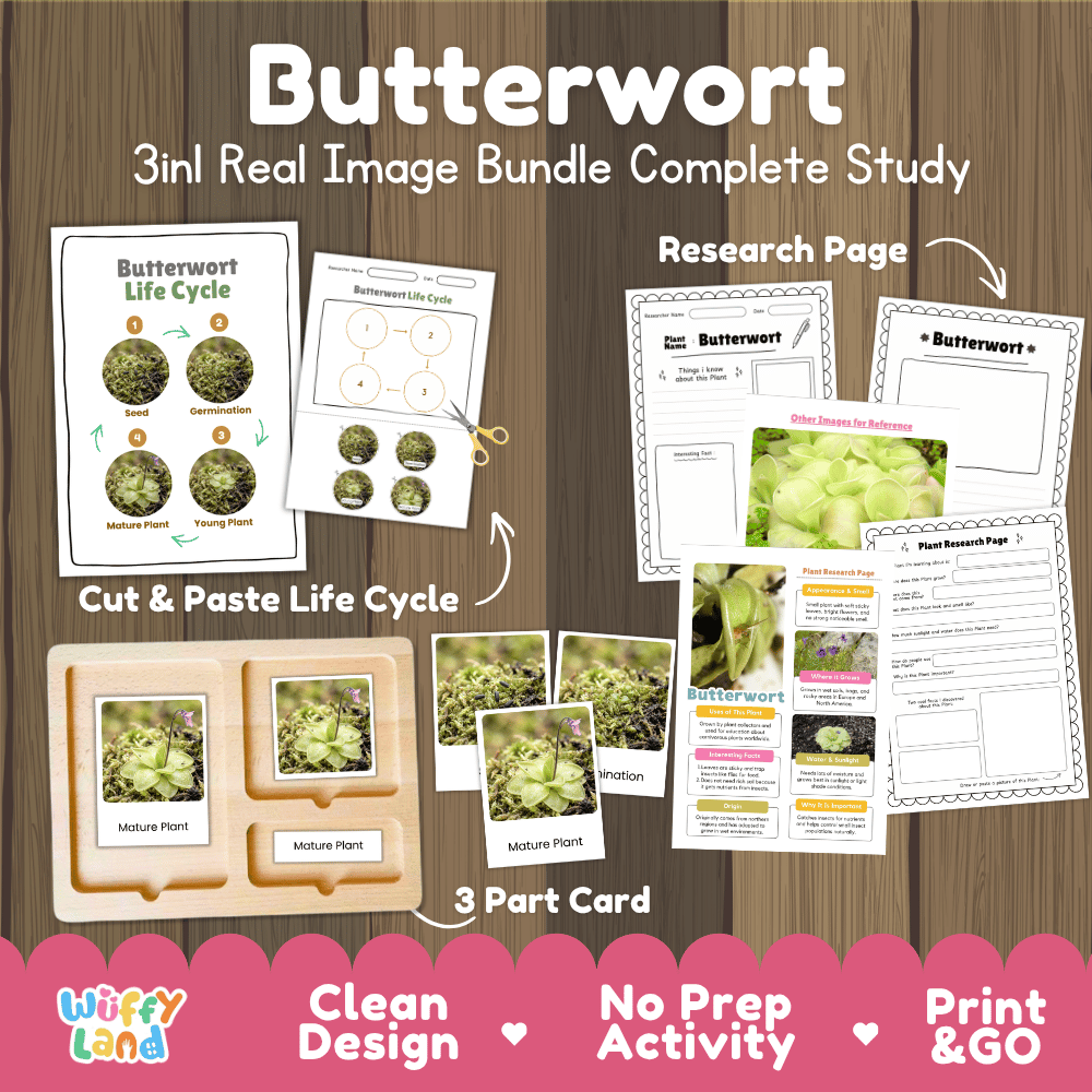 Butterwort carnivorous plant life cycle 3-in-1 complete study bundle featuring real images, Montessori 3-part cards, cut and paste activities, and research pages
