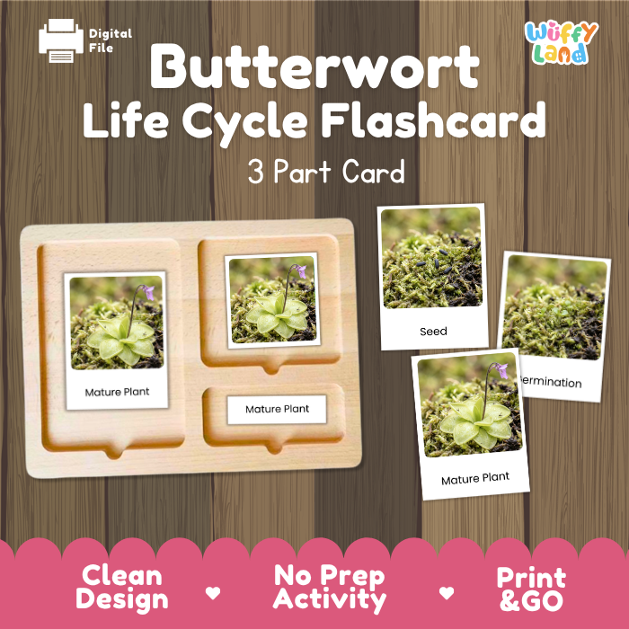 Butterwort Life Cycle Flashcard 3 Part Card Montessori Science Printable