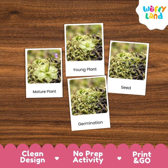 Butterwort Life Cycle Flashcard 3 Part Card Montessori Science Printable