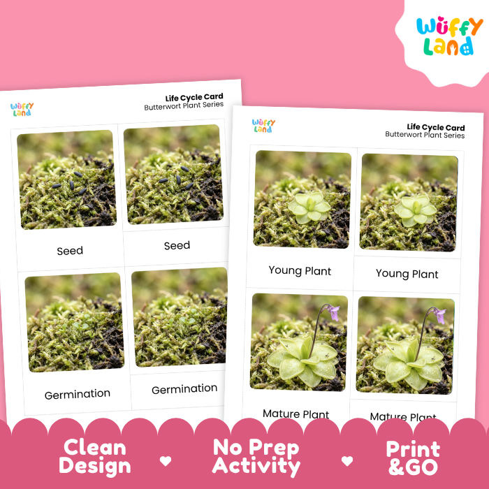Two printed butterfly plant life cycle cards shown on a pink background, with the Wiffy Land logo in the top right and promotional text along the bottom.