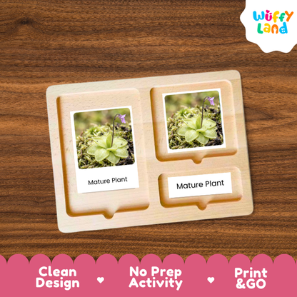 A wooden educational activity tray from Wuffy Land, featuring two photo slots displaying pictures of a mature plant with the text 'Mature Plant'. The tray is placed on a dark wood background, with a pink decorative banner at the bottom highlighting key selling points: 'Clean Design', 'No Prep Activity', and 'Print & GO'.