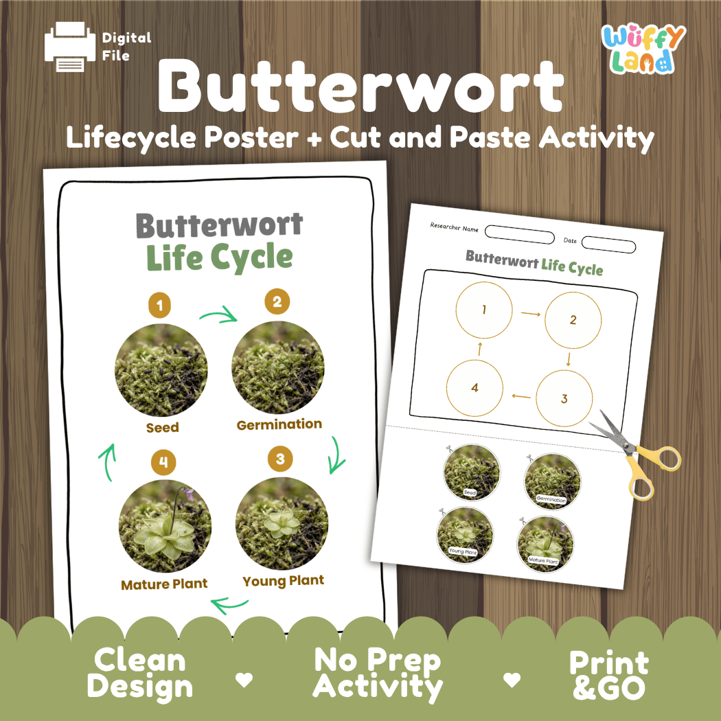 Butterwort Life Cycle Poster and Cut and Paste Activity Worksheets