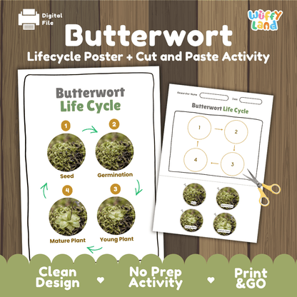 Butterwort Life Cycle Poster and Cut and Paste Activity Worksheets