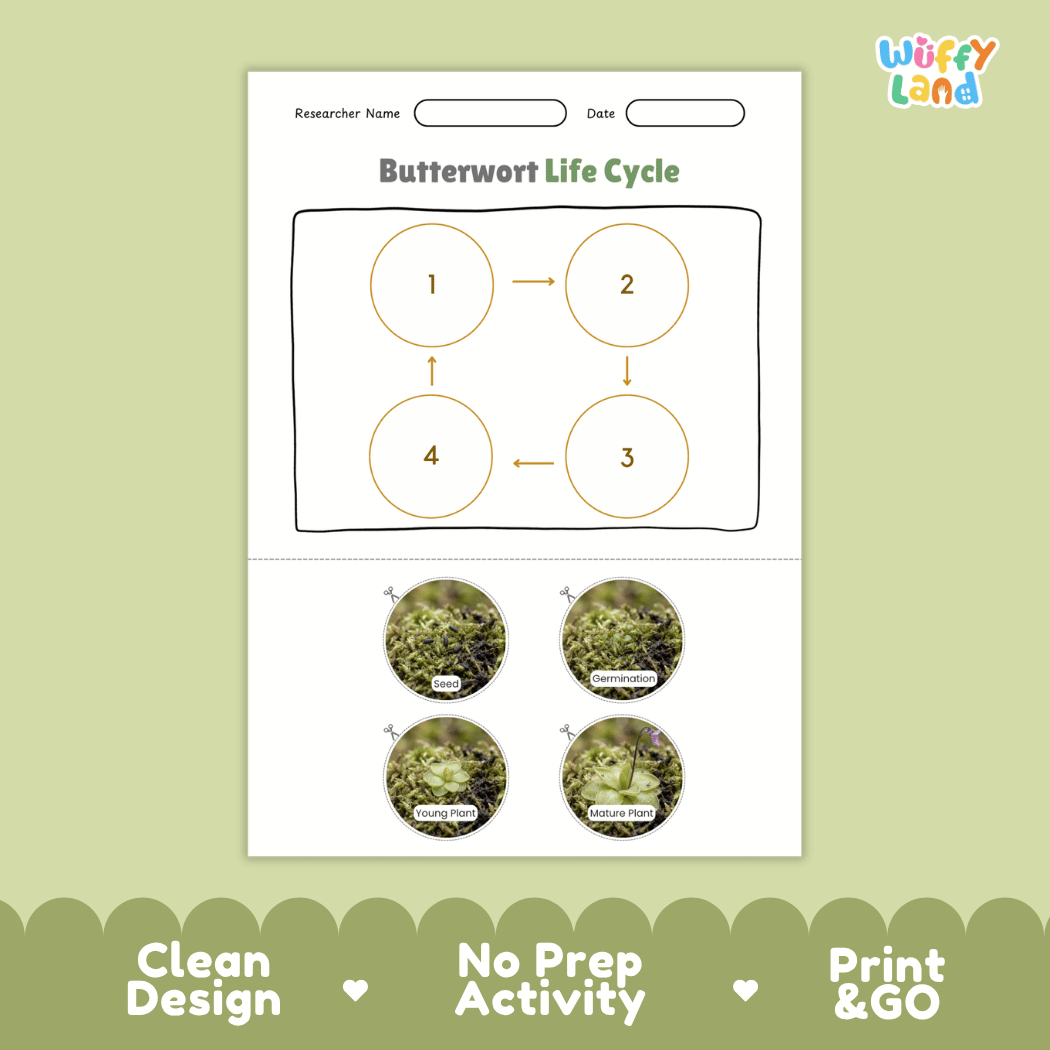 Butterwort Life Cycle Poster and Cut and Paste Activity Worksheets