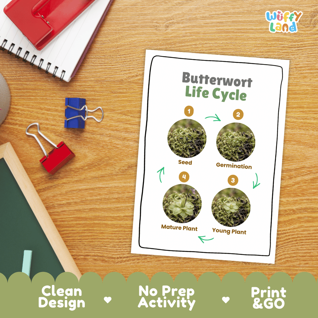 Butterwort Life Cycle Poster and Cut and Paste Activity Worksheets