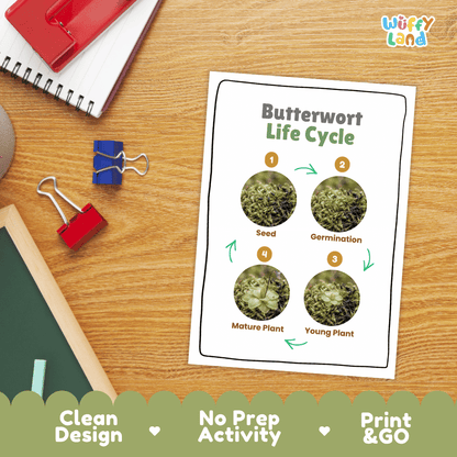 Butterwort Life Cycle Poster and Cut and Paste Activity Worksheets