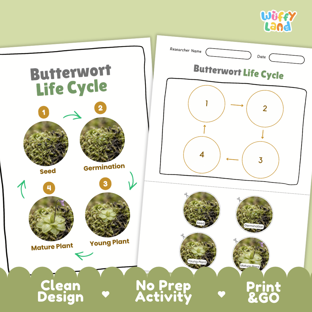 Butterwort Life Cycle Poster and Cut and Paste Activity Worksheets