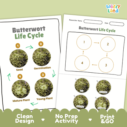 Butterwort Life Cycle Poster and Cut and Paste Activity Worksheets