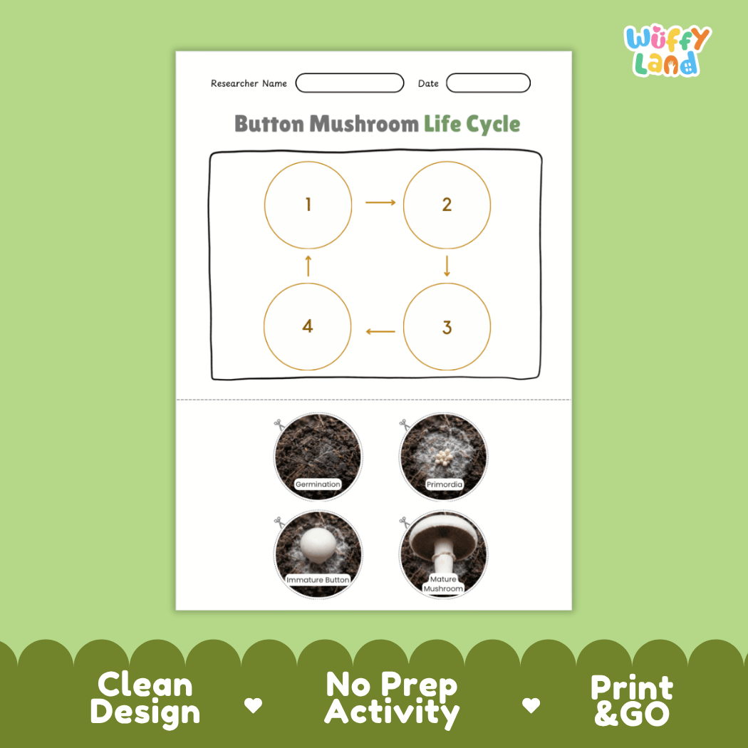 Educational reference poster showing four realistic photo stages of a button mushroom life cycle including spores, pinhead, young button, and mature mushroom