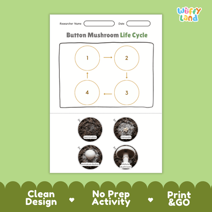 Educational reference poster showing four realistic photo stages of a button mushroom life cycle including spores, pinhead, young button, and mature mushroom
