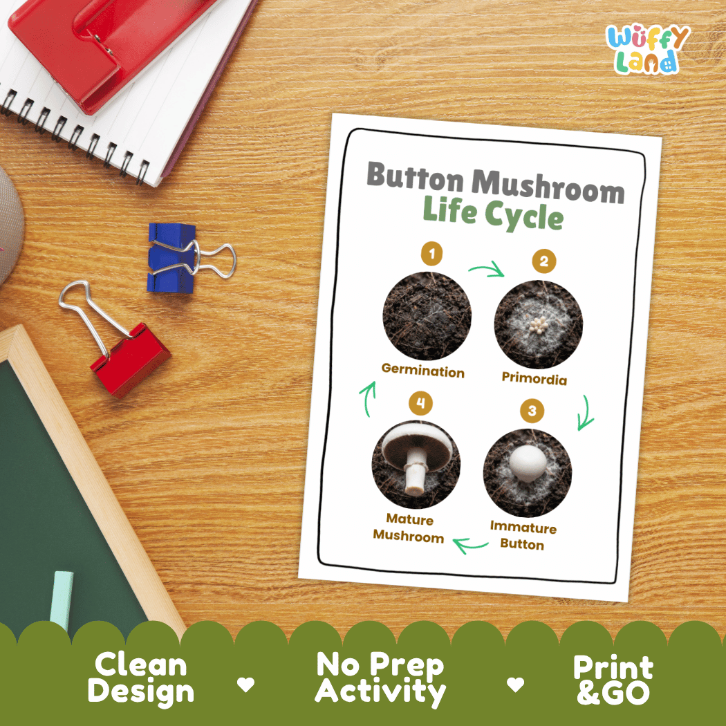 Hands-on cut and paste science worksheet for students to cut real photo tokens and sequence button mushroom growth stages onto numbered circles