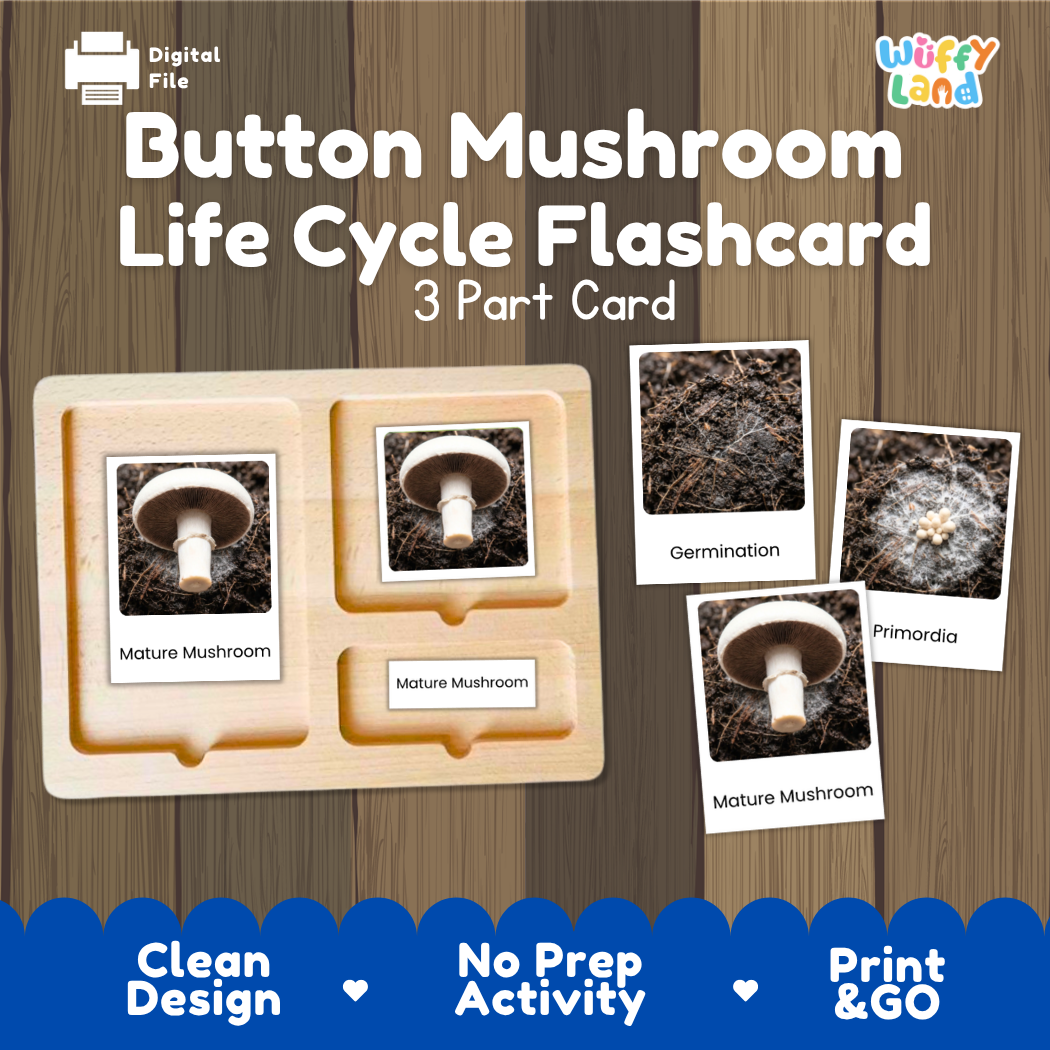 Button Mushroom Life Cycle Flashcard set by Wiffy Land, featuring a 3-part wooden card tray with photos of mushroom germination and mature stages, shown on a wood-grain background with feature badges.