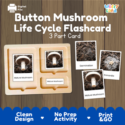 Button Mushroom Life Cycle Flashcard set by Wiffy Land, featuring a 3-part wooden card tray with photos of mushroom germination and mature stages, shown on a wood-grain background with feature badges.