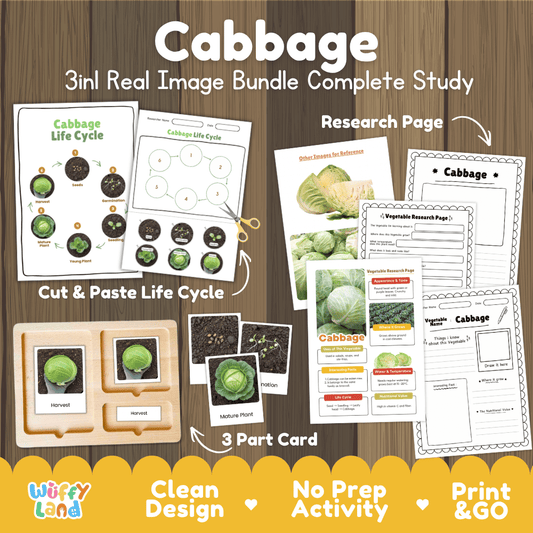 Cabbage 3in1 real image bundle complete study printable featuring life cycle cut and paste worksheets, Montessori 3-part cards, and research pages