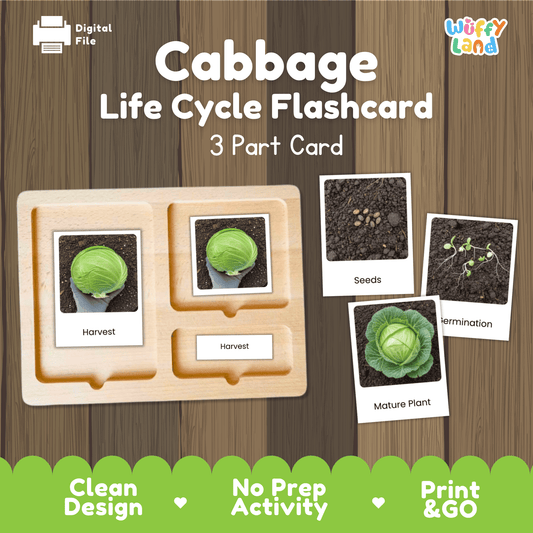 Montessori three part cards featuring real photographic images of cabbage plant growth stages and green cabbage head harvest displayed on a wooden tray