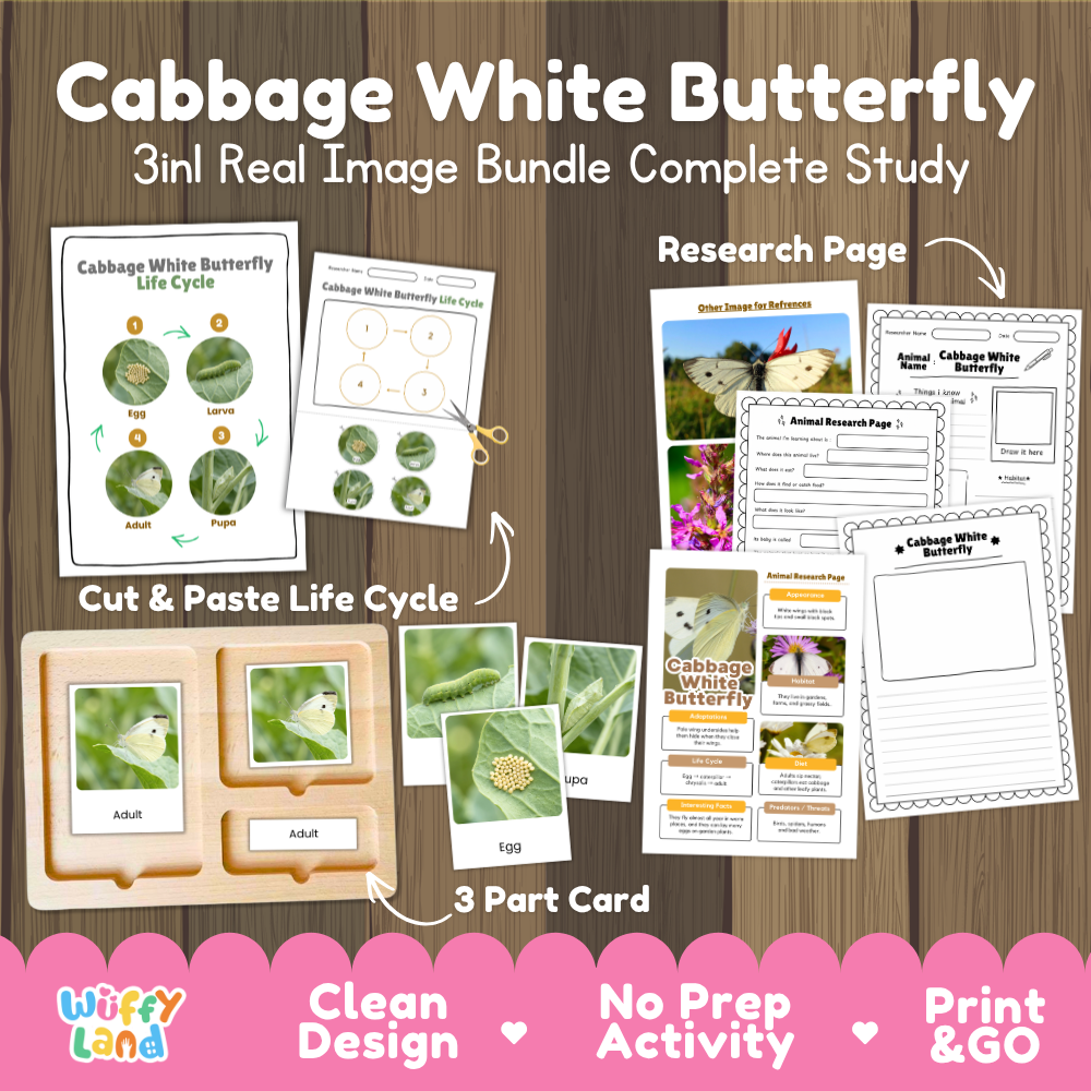 Cabbage White Butterfly 3-in-1 real image bundle complete study cover showing cut and paste life cycle, 3 part cards, and research pages