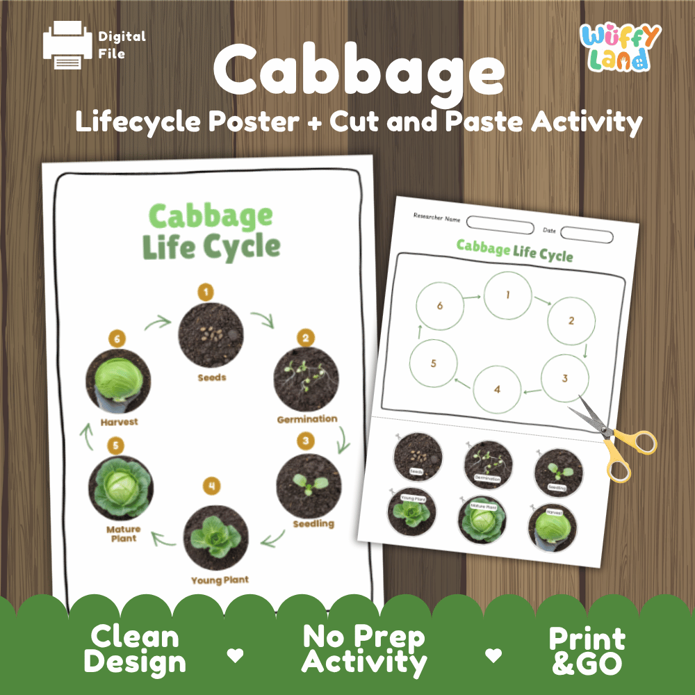 Cabbage Life Cycle Poster and Cut and Paste Activity Plant Science Printable