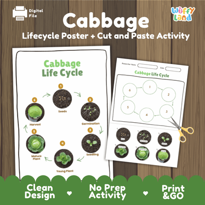 Cabbage Life Cycle Poster and Cut and Paste Activity Plant Science Printable