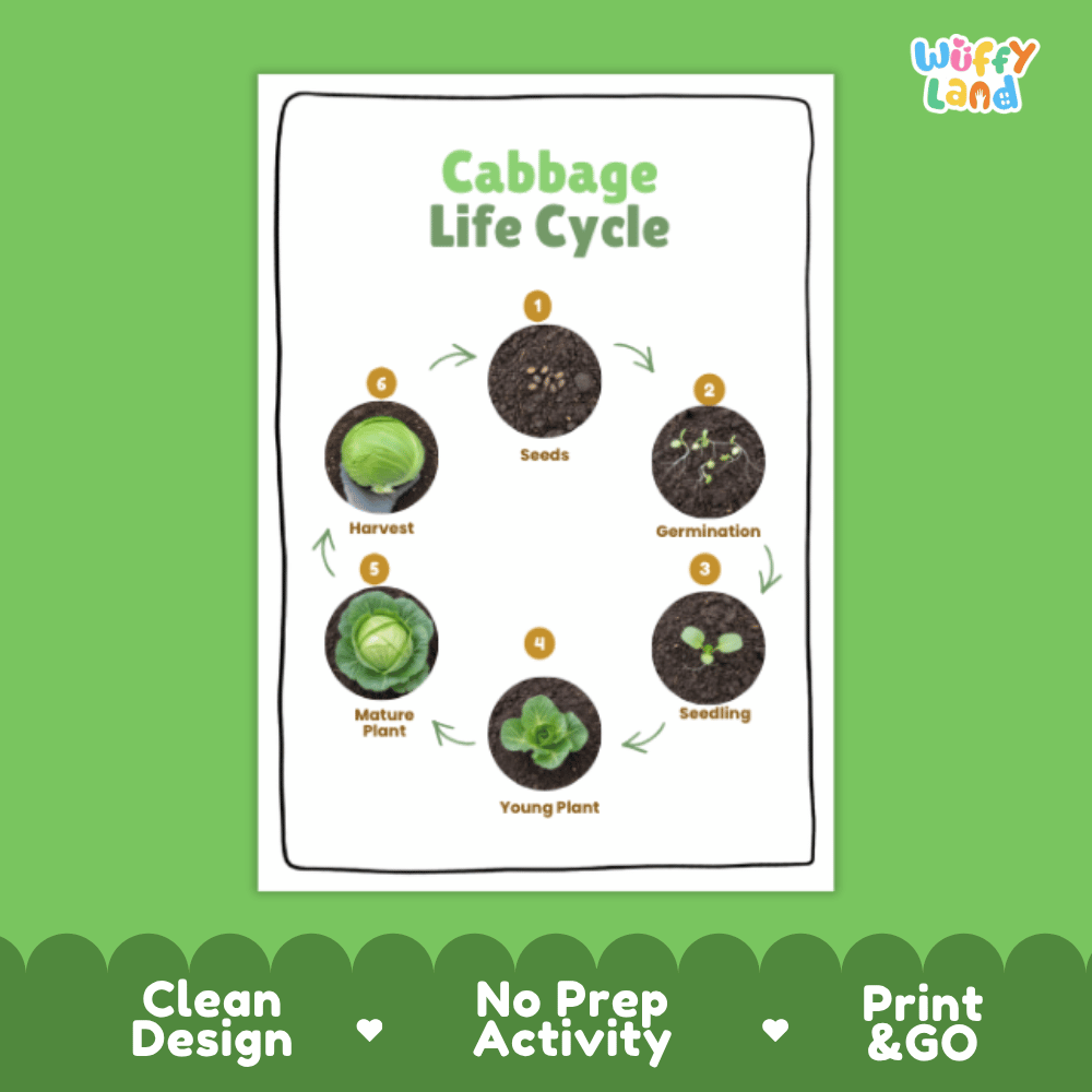 Cabbage Life Cycle Poster and Cut and Paste Activity Plant Science Printable