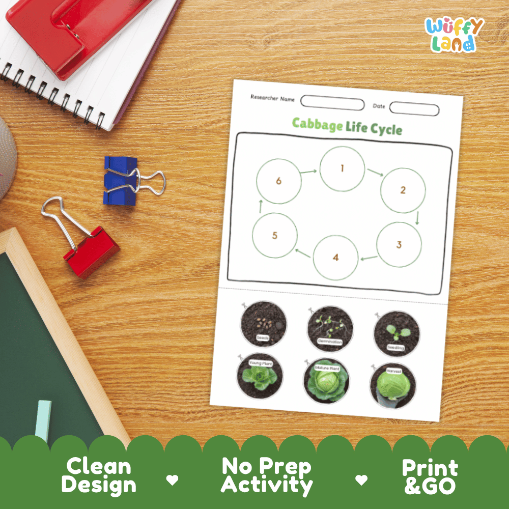 Cabbage Life Cycle Poster and Cut and Paste Activity Plant Science Printable