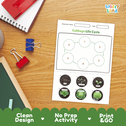 Cabbage Life Cycle Poster and Cut and Paste Activity Plant Science Printable