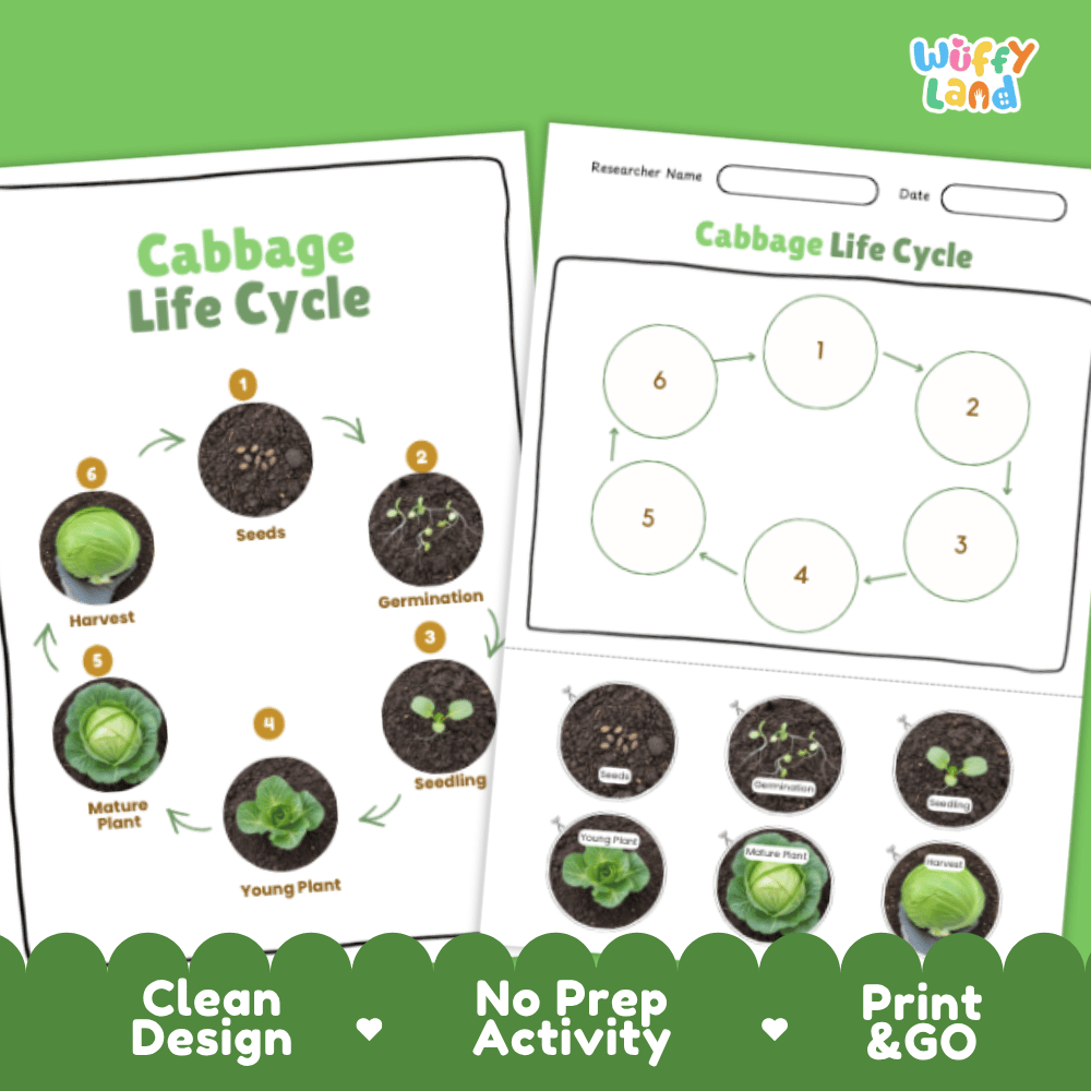 Cabbage Life Cycle Poster and Cut and Paste Activity Plant Science Printable