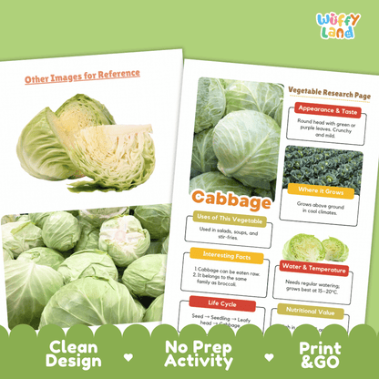 Cabbage Vegetable Research Page Science Worksheets and Fact Sheet