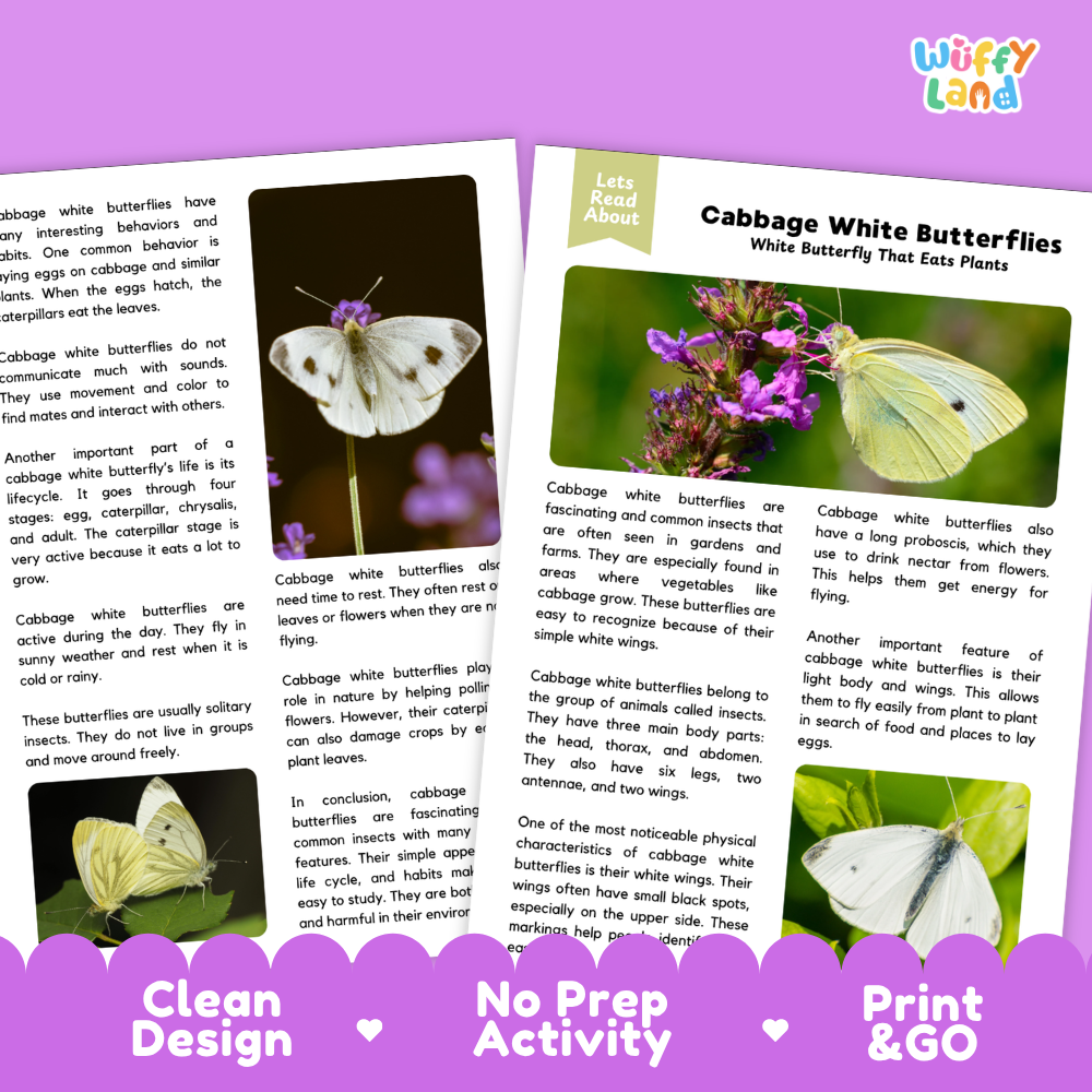 Two printed activity sheets about cabbage white butterflies and plants, shown on a white background with promotional text reading 'Clean Design', 'No Prep Activity', and 'Print GO'. The sheets contain photos of butterflies on flowers and text blocks.