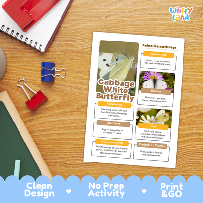 A printed educational poster about the cabbage white butterfly laid on a wooden desk, surrounded by school supplies including a red notebook, blue binder clips, and a red pencil case. The poster has a white background with colorful text and butterfly photos.