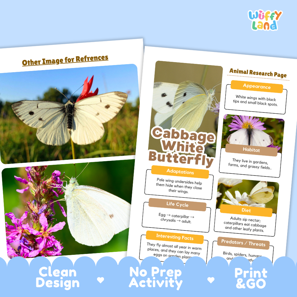 An educational poster set about the Cabbage White Butterfly from the brand Wiffly Land, featuring a main educational page with text sections and two reference images of butterflies on flowers, displayed on a light blue background with decorative clouds.