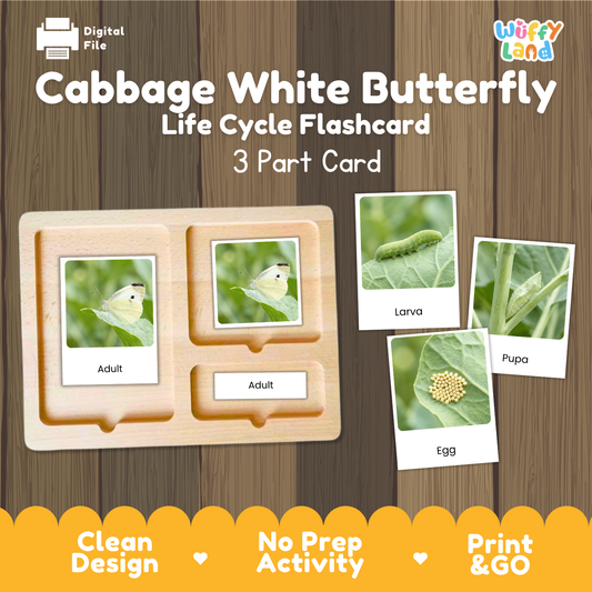 Montessori 3-part photo cards for cabbage white butterfly life cycle shown on wooden tray paired with animal research report worksheets and reference photo page