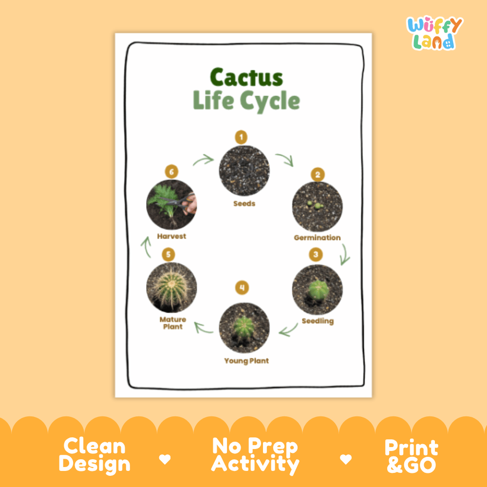 Cactus Lifecycle Poster and Cut and Paste Activity Worksheets | Plant Science Printables