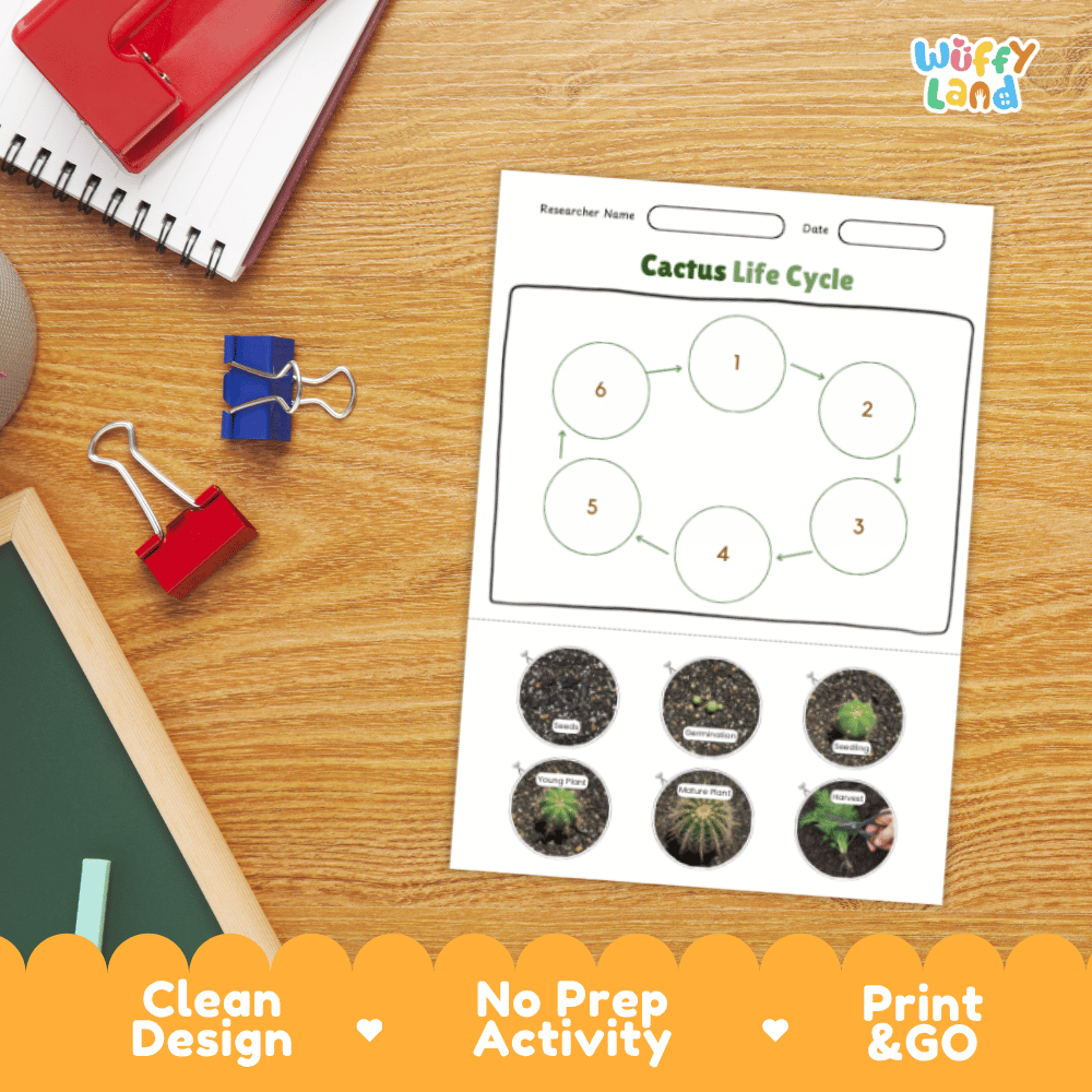 Cactus Lifecycle Poster and Cut and Paste Activity Worksheets | Plant Science Printables