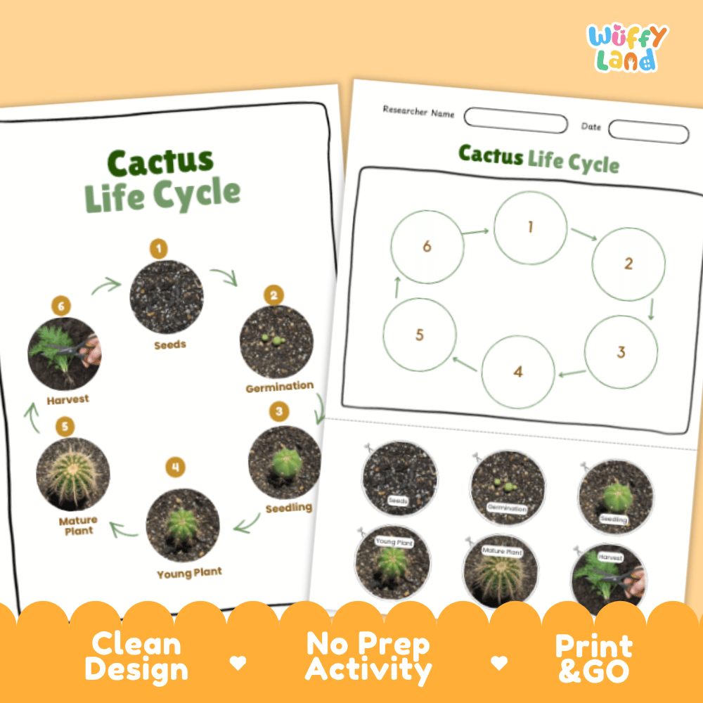 Cactus Lifecycle Poster and Cut and Paste Activity Worksheets | Plant Science Printables