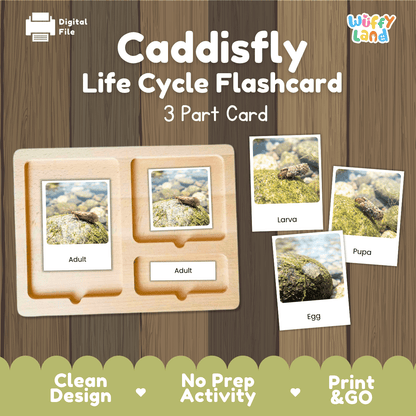 Caddisfly Life Cycle Flashcards | Montessori 3 Part Cards Science Activity