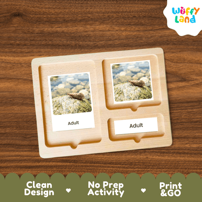 Caddisfly Life Cycle Flashcards | Montessori 3 Part Cards Science Activity