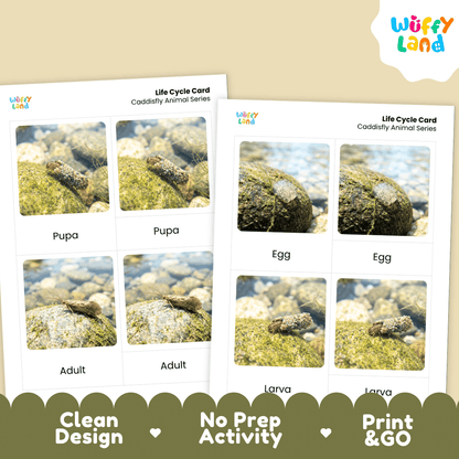Caddisfly Life Cycle Flashcards | Montessori 3 Part Cards Science Activity