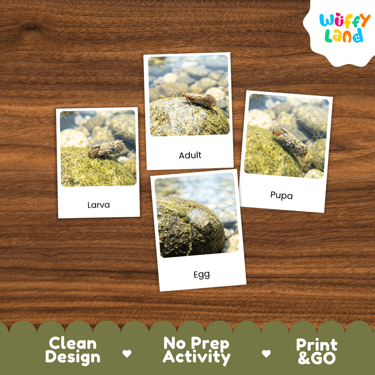 Caddisfly Life Cycle Flashcards | Montessori 3 Part Cards Science Activity