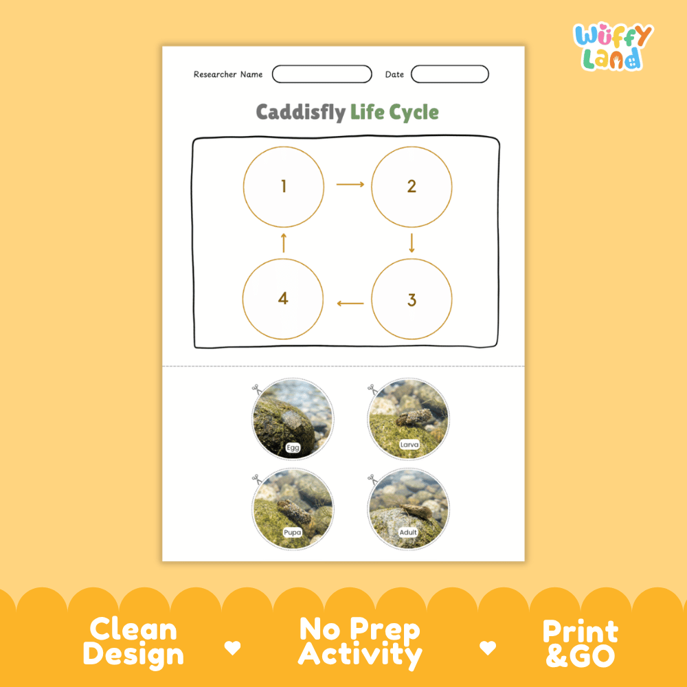 Caddisfly Life Cycle Poster and Cut and Paste Activity Worksheets