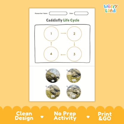 Caddisfly Life Cycle Poster and Cut and Paste Activity Worksheets