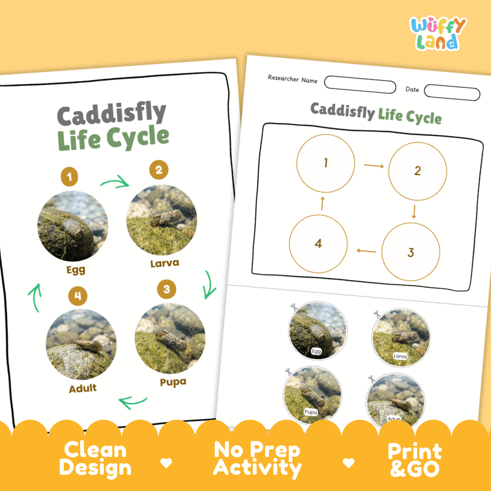 Caddisfly Life Cycle Poster and Cut and Paste Activity Worksheets