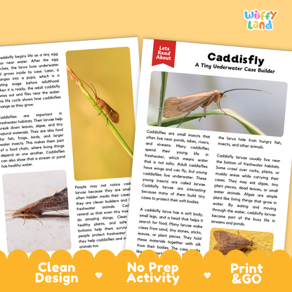 An educational activity booklet titled 'Caddisfly: A Ting Underwater Case Builder' by Wuffy Land, featuring a caddisfly case craft activity, a real caddisfly, and printed instructions on a white background with colorful decorative borders.